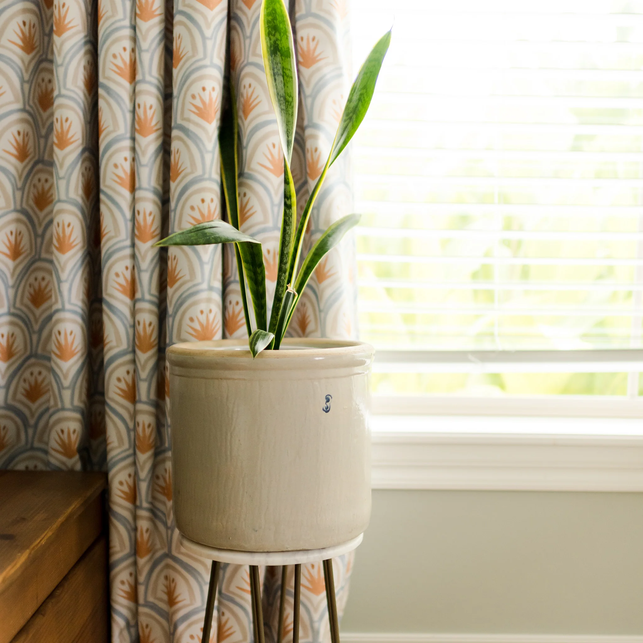 Thatcher Apricot - Image 6